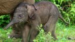 Potret Kelahiran Bayi Gajah Sumatera di Aceh Barat