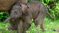 Bayi gajah betina yang lahir pada Rabu (20/9/2023) dengan berat 84 kg.