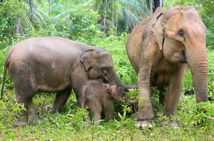 Bayi gajah sumatera (Elephas maximus sumatrensis) berada di dekat induk dan kakaknya Yuyun di kawasan Conservation Response Unit (CRU) Desa Alue Kuyun, Woyla Timur, Aceh Barat, Aceh, Sabtu (23/9/2023). Bayi gajah betina yang lahir pada Rabu (20/9/2023) dengan berat 84 kg tersebut merupakan anak kedua hasil perkawinan induk gajah jinak bernama Suci dengan gajah liar di kawasan itu. ANTARA FOTO/Syifa Yulinnas/rwa.