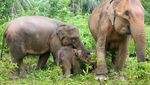 Potret Kelahiran Bayi Gajah Sumatera di Aceh Barat