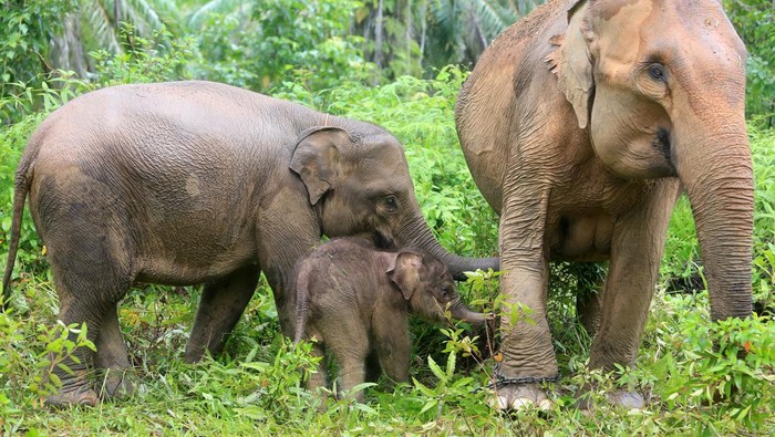 Bayi gajah sumatera (Elephas maximus sumatrensis) berada di dekat induk dan kakaknya Yuyun di kawasan Conservation Response Unit (CRU) Desa Alue Kuyun, Woyla Timur, Aceh Barat, Aceh, Sabtu (23/9/2023). Bayi gajah betina yang lahir pada Rabu (20/9/2023) dengan berat 84 kg tersebut merupakan anak kedua hasil perkawinan induk gajah jinak bernama Suci dengan gajah liar di kawasan itu. ANTARA FOTO/Syifa Yulinnas/rwa.