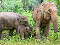 Pakai Tanaman, Begini Cara Gajah Mengobati Diri Sendiri dan Anaknya