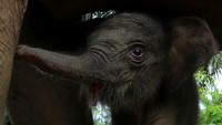 Seekor bayi gajah sumatera (Elephas maximus sumatrensis) berada di dekat kaki induknya di kawasan Conservation Response Unit (CRU) Desa Alue Kuyun, Woyla Timur, Aceh Barat, Aceh, Sabtu (23/9/2023).