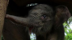 Potret Kelahiran Bayi Gajah Sumatera di Aceh Barat