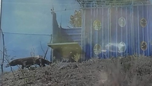 Satu ekor komodo keluar dari kandang saat dilepasliarkan di Cagar Alam Wae Wuul, Labuan Bajo, Manggarai Barat, NTT, Sabtu (23/9/2023). (Tangkapan layar)