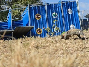 Komodo Cagar Alam Wae Wuul Bikin Resah, Ternyata Pernah Gigit Manusia
