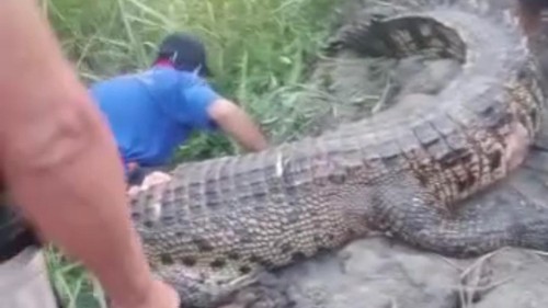 Buaya 3 meter ditangkap lalu ditebas warga di Mamuju Tengah usai menerkam pria bernama I Wayan Jana.