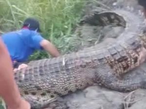 Buaya 3 Meter Terkam Pria di Mateng Saat Petik Kangkung Ditangkap-Ditebas