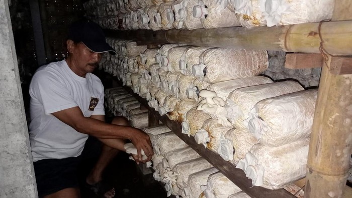 Budidaya jamur tiram di Mengwi, Badung.