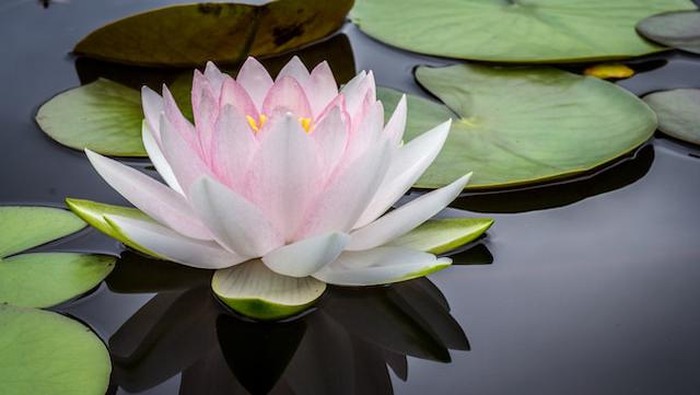 Bunga Teratai, Lotus.