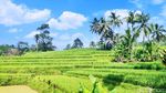 Potret Gubuk Masyhur di Cianjur, Favorit Turis Eropa