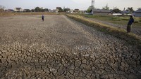 Petambak terpaksa membiarkan tambaknya mengering karena kualitas air saat musim kemarau yang buruk disebabkan meningkatnya kadar garam sehingga bisa menyebabkan kematian ikan.