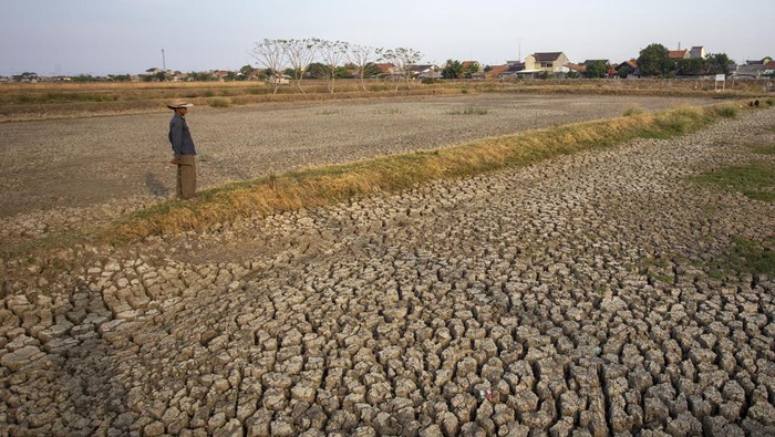Lahan tambak mengering di Indramayu Warga melihat areal lahan tambak ikan yang mengering di desa Pabean Udik, Indramayu, Jawa Barat, Kamis (23/9/2023). Petambak terpaksa membiarkan tambaknya mengering karena kualitas air saat musim kemarau yang buruk disebabkan meningkatnya kadar garam sehingga bisa menyebabkan kematian ikan. ANTARA FOTO/Dedhez Anggara/aww.
