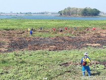 Duh! Seperempat Waduk Cengklik Boyolali Tertutup Eceng Gondok