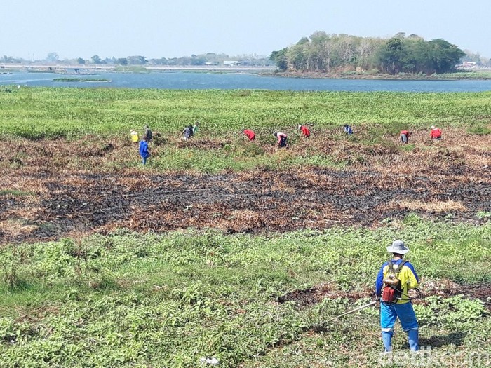 Masyarakat gotong royong membersihkan eceng gondok di Waduk Cengklik, Ngemplak, Boyolali, Minggu (24/9/2023).