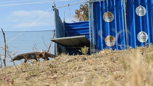 Seekor komodo keluar kandang saat dilepasliarkan di Cagar Alam Wae Wuul di Labuan Bajo, Kabupaten Manggarai Barat, Nusa Tenggara Timur (NTT), Sabtu (23/9/2023). (Foto: Dok. BBKSDA NTT)