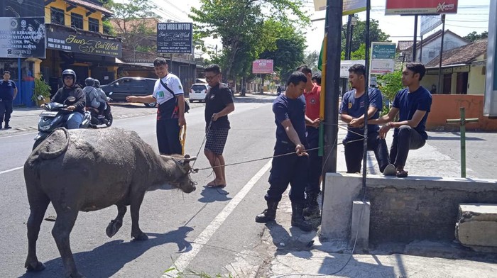 Tim Damkar Klaten mengevakuasi kerbau yang berkeliaran di jalan, Minggu (24/9/2023).
