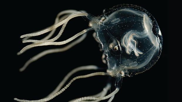 Tripedalia cystophora