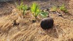 Potret Pelepasliaran 6 Komodo Taman Safari Bogor di Labuan Bajo