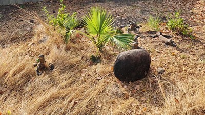 Potret Pelepasliaran 6 Komodo Taman Safari Bogor di Labuan Bajo