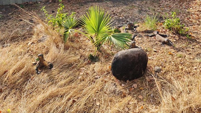 6 Komodo Taman Safari Bogor di Lepasliarkan di Labuan Bajo Enam ekor komodo hasil pengembangbiakan di Taman Safari Indonesia Cisarua Bogor, Jawa Barat, dilepasliarkan di habitatnya di Cagar Alam Wae Wuul di Labuan Bajo, Kabupaten Manggarai Barat, Nusa Tenggara Timur (NTT).