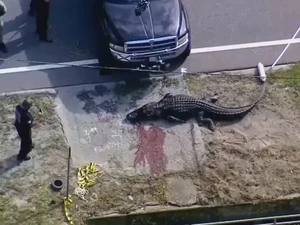 Ngeri, Aligator Raksasa Seret Mayat Manusia di Jalan!