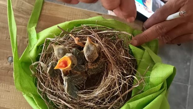 Burung yang ditangkap pemburu di kawasan Gunung Merapi, Senin (25/9/2023).