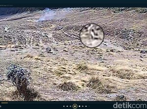 Jabar Hari Ini: Sosok Putih Penyebab Kebakaran Gunung Gede
