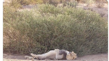 Sang Singa saat ini sedang tertidur pulas. Foto: Twitter