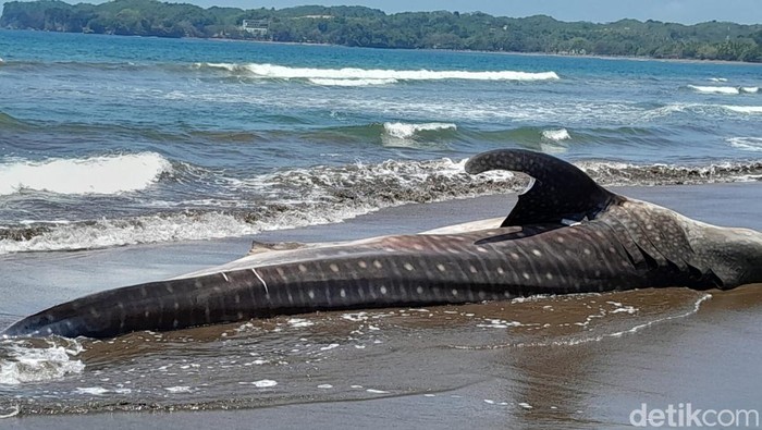 Hiu Tutul atau Naga Bintang yang sempat terdampar di pantai Batukaras/