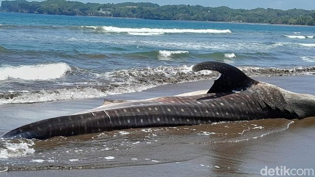 Hiu Tutul atau Naga Bintang yang sempat terdampar di pantai Batukaras/