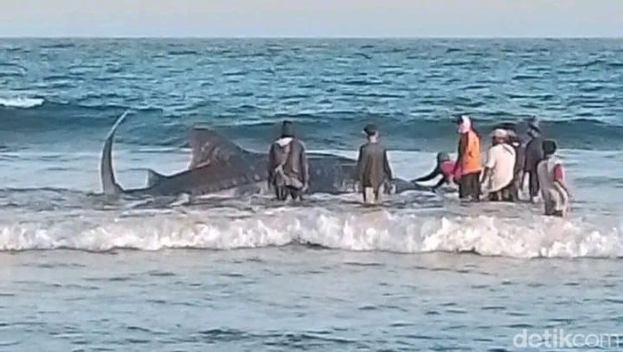 Hiu tutul terdampar di Pantai Batukaras, Pangandaran
