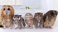 Tak hanya sekadar kucing yang lucu, Akiba Fukurou di Tokyo, Jepang, menawarkan sensasi hangout bersama burung hantu. Menyeruput minuman yang segar dan makanan enak di sini akan ditemani sederet burung hantu yang menggemaskan. Foto: Travel + Leisure