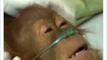 Ketika dokter menggunakan ChatGPT. Foto: Boredpanda