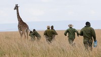 Dokter Hewan Satwa Liar di Kenya Wildlife Service (KWS) mengarahkan senjata penenang ke jerapah di cagar alam Maasai Mara, di wilayah Narok, Kenya, 19 September 2023.  
