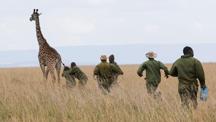 Puluhan Jerapah di Kenya Dipasangi Pelacak GPS Kenya Wildlife Service (KWS) rangers and veterinarians fit a tranquillised Masai giraffe with a solar-powered Global Positioning System (GPS) tracking device to provide the necessary fine-scale information to understand giraffe movement patterns across diverse habitats, to curb the challenge of climate change leading to human wildlife conflict, enabling policy makers to make informed decisions about conserving populations into the future, in the Maasai Mara game reserve, in Narok county, Kenya September 19, 2023. REUTERS/Thomas Mukoya TPX IMAGES OF THE DAY