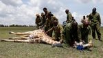 Puluhan Jerapah di Kenya Dipasangi Pelacak GPS