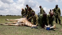 25 jerapah yang telah dibius dipasangi alat pelacak Global Positioning System (GPS) bertenaga surya untuk memberikan informasi skala kecil yang diperlukan untuk memahami pola pergerakan jerapah di beragam habitat, untuk mengurangi tantangan iklim.  