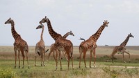 Penjaga Satwa Liar Kenya memasang alat pelacak GPS pada 25 jerapah di cagar alam Maasai Mara.