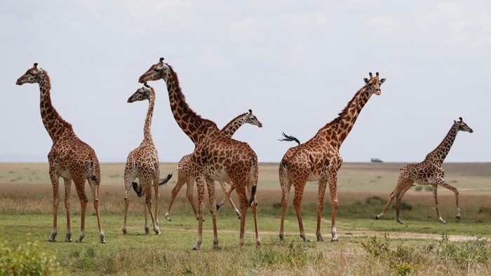 Kenya Wildlife Service (KWS) rangers and veterinarians fit a tranquillised Masai giraffe with a solar-powered Global Positioning System (GPS) tracking device to provide the necessary fine-scale information to understand giraffe movement patterns across diverse habitats, to curb the challenge of climate change leading to human wildlife conflict, enabling policy makers to make informed decisions about conserving populations into the future, in the Maasai Mara game reserve, in Narok county, Kenya September 19, 2023. REUTERS/Thomas Mukoya     TPX IMAGES OF THE DAY