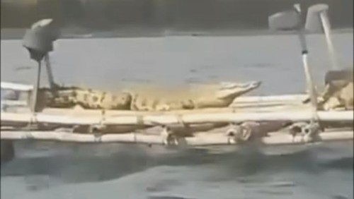 Tangkapan layar video penampakan buaya muara di atas keramba nelayan di Teluk Sepi, Kecamatan Sekotong, Lombok Barat, NTB.