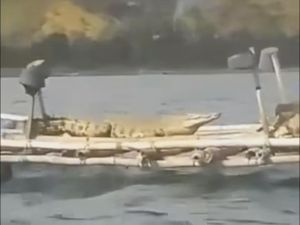 BKSDA Telusuri Buaya Berjemur di Atas Keramba Nelayan di Lombok