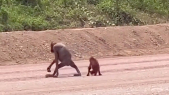 Video orang utan dewasa dalam kondisi kurus yang berjalan bersama anaknya menjadi sorotan dan menarik simpati pengguna media sosial (medsos). (Tangkapan layar video viral)