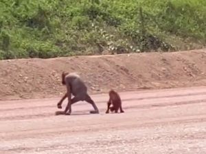 Nasib Orang Utan Kurus Kering yang Viral Terekam Kamera
