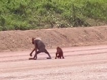 Konservasi Orangutan dalam Ketidakpastian Ekologis