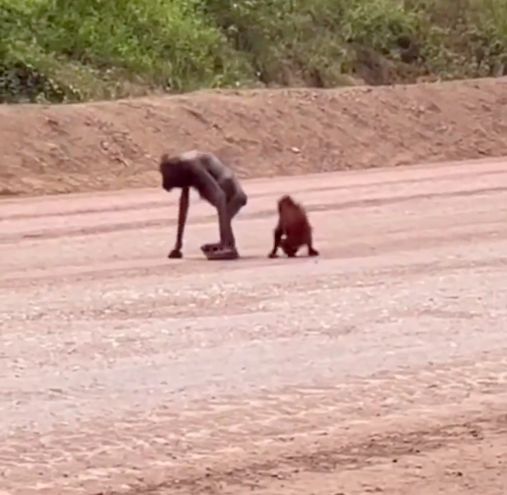 Video orang utan dewasa dalam kondisi kurus yang berjalan bersama anaknya menjadi sorotan dan menarik simpati pengguna media sosial (medsos). (Tangkapan layar video viral)