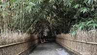 Menurut Wayan Sumiarsa, selaku ketua pengelola Desa Penglipuran, dahulu hutan bambu ini adalah tempat peristirahatan sementara dari Raja Buleleng. Dikisahkan dahulu Raja Buleleng, Ki Barak Panji Sakti berhenti dengan pasukannya di tempat yang kini menjadi hutan bambu. Pasukan Ki Barak Panji Sakti membawa perbekalan menggunakan pikulan dari bambu. Bambu-bambu itulah yang kemudian ditinggalkan di tempat ini. Sehingga tumbuhlah bambu di sini dan lama-kelamaan menjadi hutan bambu.