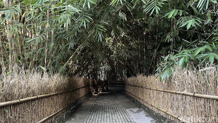Wisata Tersembunyi di Desa Penglipuran Itu Bernama Hutan Bambu