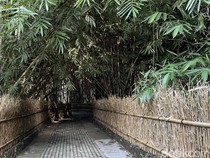 Hutan Bambu Kuno dan Keramat di Desa Penglipuran
