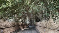 Hutan bambu ini sudah mulai dikonservasi oleh pihak pengelola Desa Penglipuran sejak tahun 1995. Konsistennya pihak pengelola dalam melestarikan hutan bambu membuat Kementerian Lingkungan Hidup dan Kehutanan memberikan penghargaan Kalpataru. 